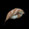 Anago